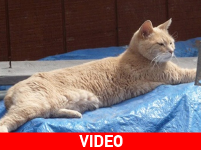 Γάτος εκλέγεται δήμαρχος… ισόβια!