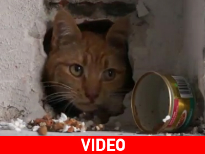 Απεγκλωβίστηκε γάτα που χτίστηκε ζωντανή!