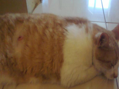 Χτύπησαν τον γάτο της με βέλος!