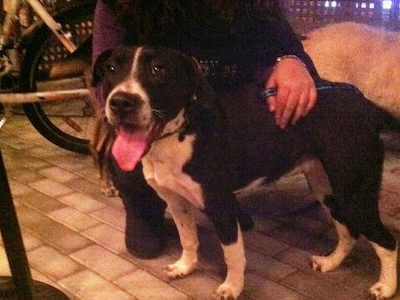 Εγκατέλειψαν σκύλο στον Γέρακα