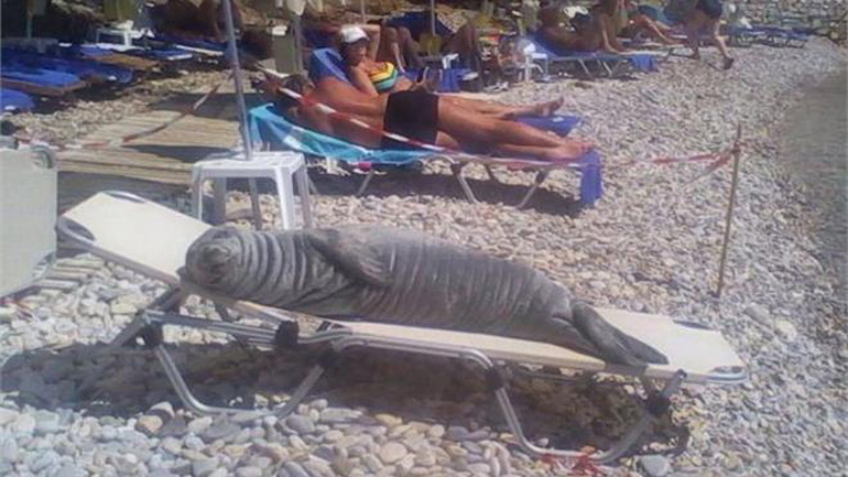 Φώκια στη Σάμο κάνει τα μπάνια της μαζί με τους λουόμενους!
