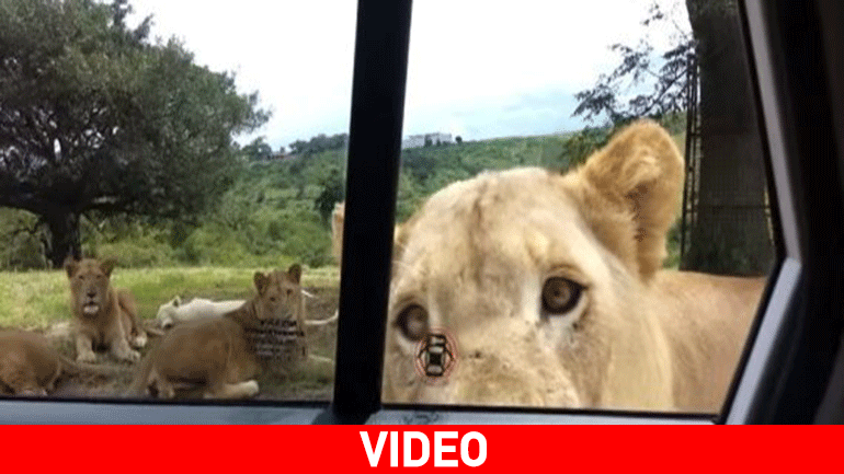 Λιοντάρι… προκαλεί πανικό ανοίγοντας πόρτα αυτοκινήτου!