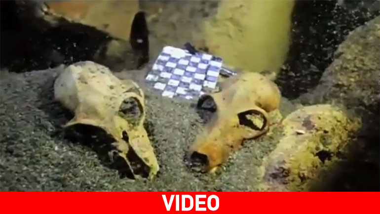 Ανακαλύφθηκε σε υπόγεια σπηλιά το μεγαλύτερο “νεκροταφείο” γιγάντιων λεμούριων