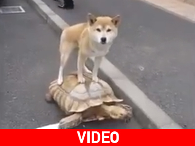 Χελώνα πηγαίνει βόλτα τον… σκύλο!