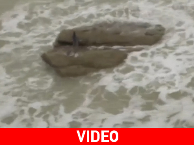 «Ντοκουμέντο» από κανάλι κύρους αποδεικνύει την ύπαρξη… γοργόνας;