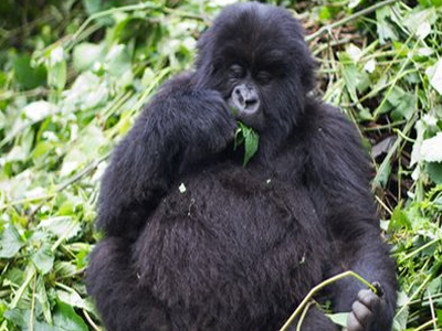 Οι «γορίλες στην ομίχλη» κινδυνεύουν κι από το πετρέλαιο