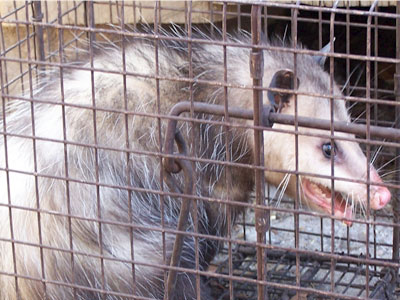 Η βιομηχανία της φρίκης καλά κρατεί…