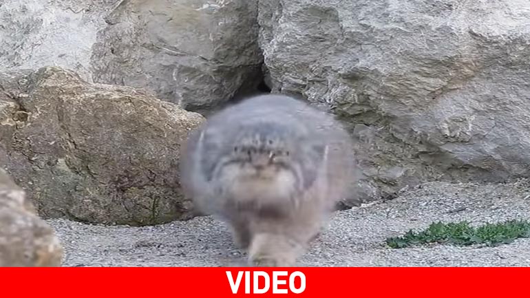 Σπάνιο βίντεο του κρητικού αγριόγατου, που θεωρούνταν εξαφανισμένος!