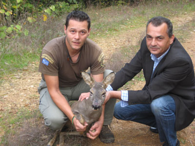 Νιγρίτα: Ζαρκάδι εγκλωβίστηκε σε αυλή σπιτιού!