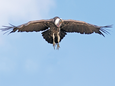 Οι γύπες της Ευρώπης απειλούνται με αφανισμό
