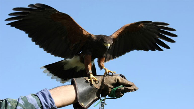 Απελευθέρωση γερακιών και όρνιου στο φυσικό τους περιβάλλον