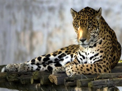 Κυνηγός σκότωσε ιαγουάρο-«δραπέτη» δίπλα από τη μάντρα ζωολογικού κήπου