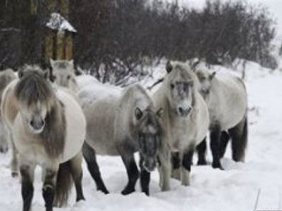 Φιλόδοξο πείραμα με ζώα θα μετατρέψει τη Σιβηρία σε… παράδεισο!