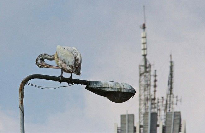 Ένας πελεκάνος πάνω από την πόλη Colombo, Σρι Λάνκα