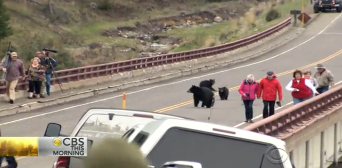 Οι αρκούδες ξύπνησαν, οι τουρίστες τρόμαξαν