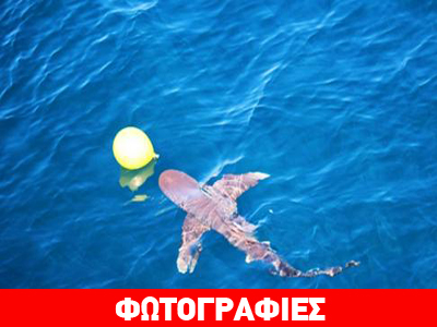 Καρχαρίας σταματάει μεγάλη ναυτική άσκηση της Κίνας!