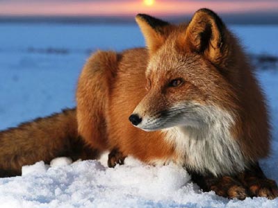 Το υπουργείο Αγροτικής Ανάπτυξης ζητεί… κυνηγούς κεφαλών αλεπούδων!