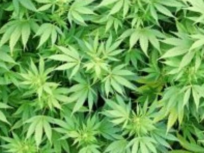 Έφηβοι γονείς έδωσαν στο βρέφος τους να καπνίσει μαριχουάνα!