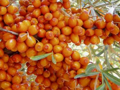 Συνέδριο για τις «Νέες Καλλιέργειες» τον Ιανουάριο του 2013 στην Αθήνα