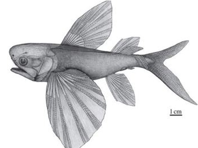 Ιπτάμενα ψάρια σάρωναν τους αιθέρες πολύ πριν εμφανιστούν τα πουλιά