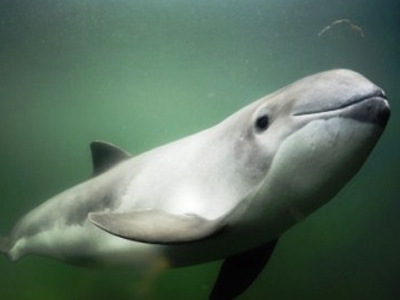 Υπεράκτιο αιολικό πάρκο-μαμούθ «σκοντάφτει» σε θαλάσσιο κήτος