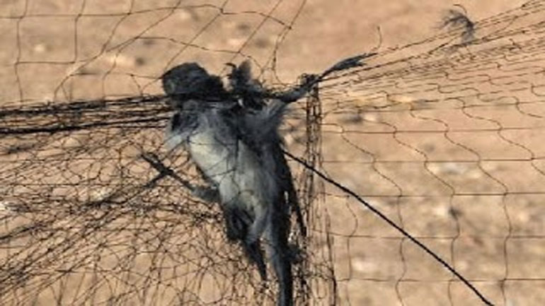 Μαζικές εξοντώσεις των πτηνών από το λαθραίο κυνήγι στην Κύπρο