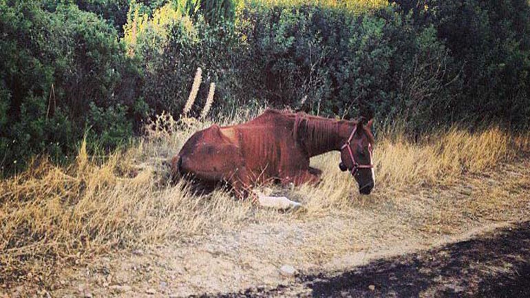 Γραμμή βοήθειας για την προστασία των ζώων από τις πυρκαγιές