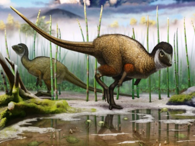 Τελικά ίσως όλοι (σχεδόν) οι δεινόσαυροι, να είχαν φτερά…