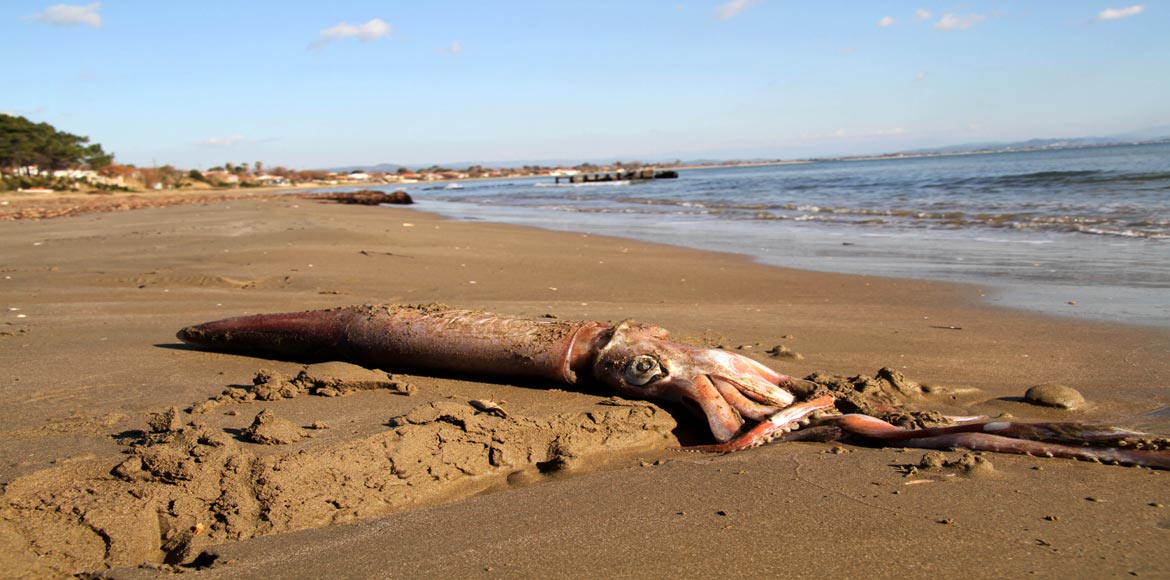 Το τέρας του Ιονίου