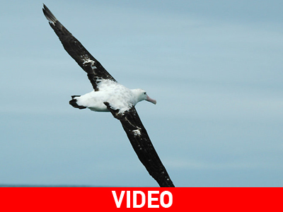 Λύθηκε το μυστήριο των άλμπατρος -πώς πετούν χωρίς να κουνούν τα φτερά τους;