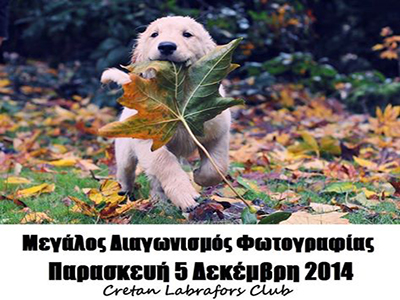 Κρήτη: Διαγωνισμός φωτογραφίας για τα Λαμπραντόρ