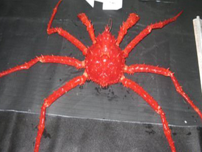 Γιγαντιαία καβούρια απειλούν την Ανταρκτική