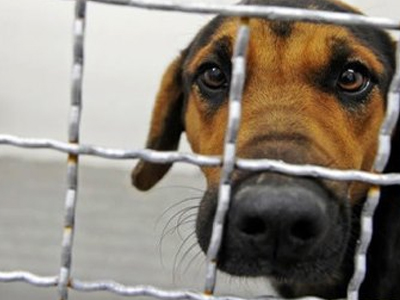 Νέα αυστηρή διαταγή της ΕΛ.ΑΣ. για την κακοποίηση ζώων