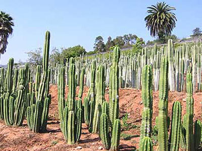 Ρέθυμνο: Ολλανδός καλλιεργούσε παραισθησιογόνους κάκτους!