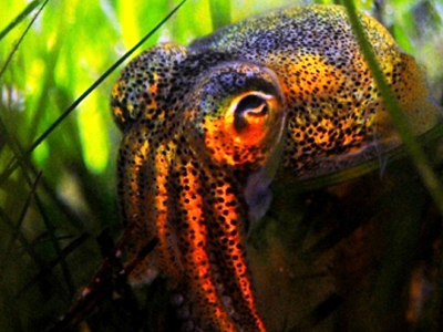 Η πολύωρη ερωτική επαφή εξοντώνει τα καλαμάρια…