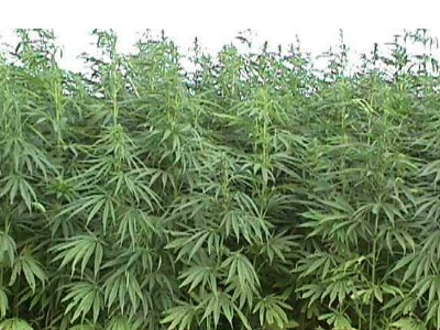 Εύβοια: Καλλιεργούσε κάνναβη και συνελήφθη