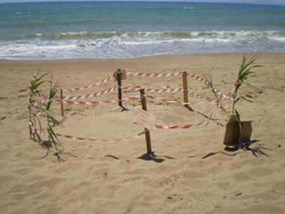 ΑΡΧΕΛΩΝ: Συστάσεις από την Ε.Ε. για την προστασία της Καρέτα