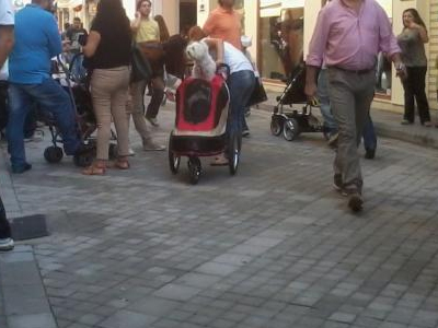 Πατρινή βγάζει βόλτα τον σκύλο σε… καρότσι!