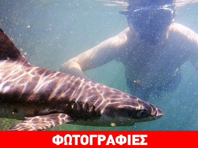 Πού μπορείτε να κολυμπήσετε μαζί με… καρχαρίες!