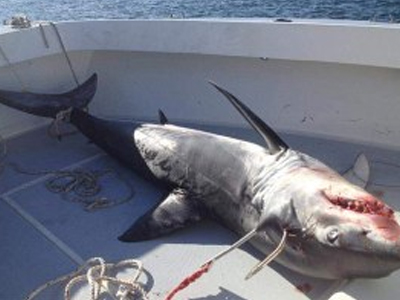«Τα σαγόνια του καρχαρία» έζησαν δυο ψαράδες στον Ατλαντικό
