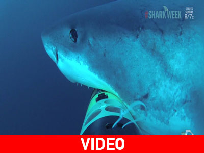 Πώς είναι να σε τρώει ένας Λευκός Καρχαρίας;