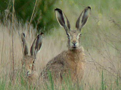 Κάλεσμα των ζωόφιλων σε διαμαρτυρία για το κυνήγι