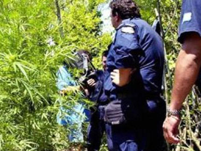 Καλλιεργούσαν κάνναβη κοντά στο Κτήμα Τατοΐου