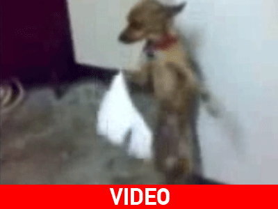 Σκύλος… πρωτοχορευτής!