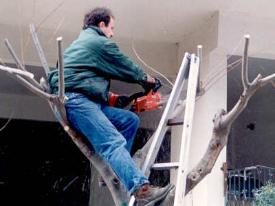 Κυκλοφοριακές ρυθμίσεις λόγω κλάδευσης δέντρων στο Γαλάτσι