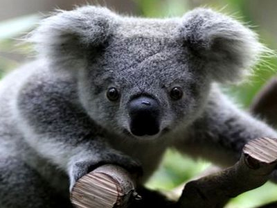 Τα κοάλα παράγουν ήχους που τους… ζηλεύουν οι ελέφαντες!