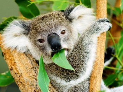 «Σε μεγάλο κίνδυνο οι περιοχές βιοποικιλότητας», λένε οι επιστήμονες