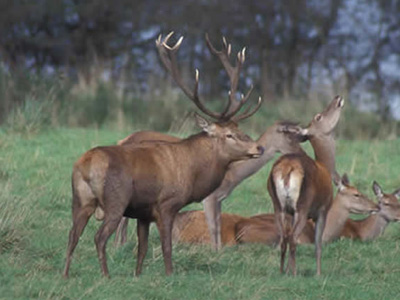 WWF: «Χωρίς σχέδιο η μεταφορά 18 ελαφιών από την Πάρνηθα»