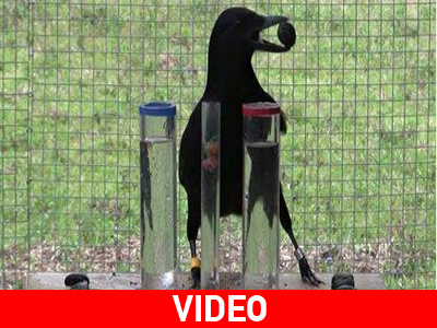 Αποδεικνύεται επιστημονικά ότι… τα κοράκια διαθέτουν νοημοσύνη παιδιού 7 ετών!