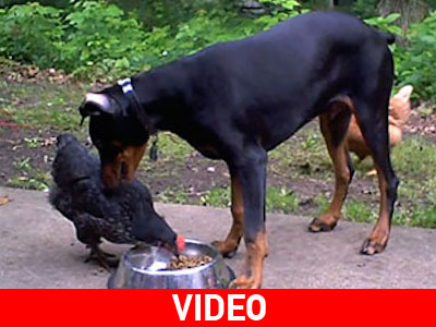 Κότα κλέβει το φαγητό ενός Ντόπερμαν! Και ζει ακόμα… Κότα κλέβει το φαγητό ενός Ντόπερμαν! Και ζει ακόμα…